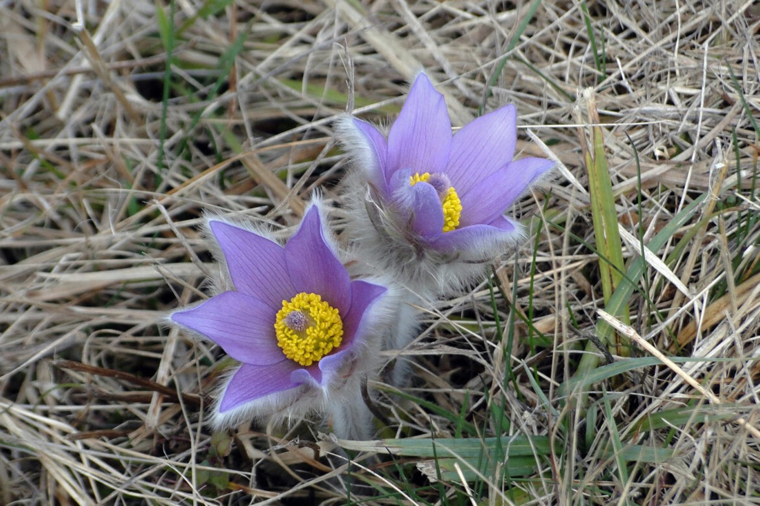 Pečica - Zg. Gabrnik - Galke - Boč